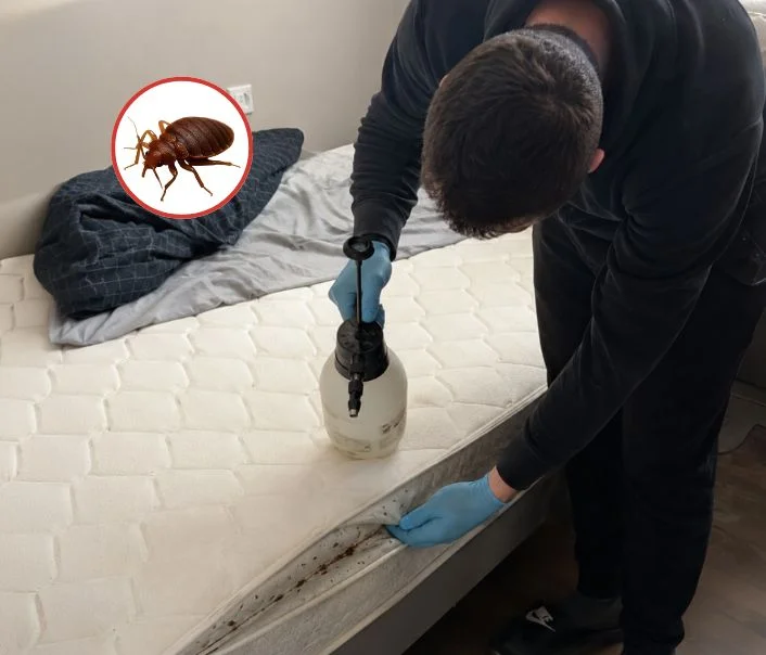 Technicien traitant un matelas contre les punaises de lit à Drancy